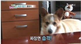 폭풍식탐견 레전드