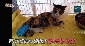 잘린 다리 물고 온 고양이