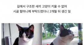 길에서 구조된 새끼 냥이 할머니집에서 두달 후