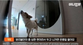 17년을 산 노견이 주는 가르침